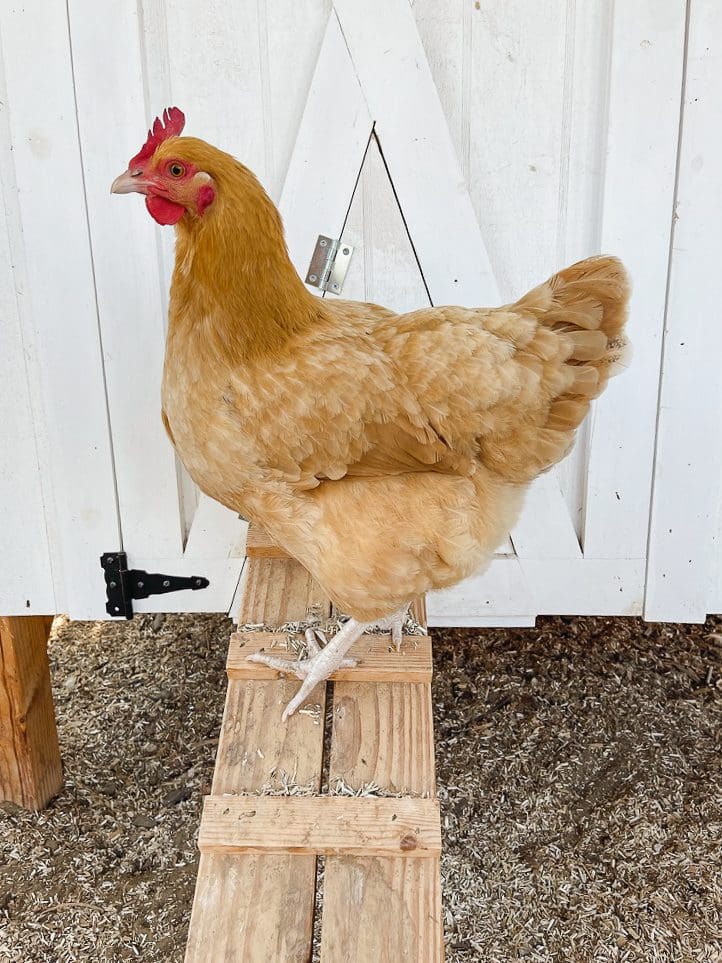 A Beginner's Guide To Backyard Chickens